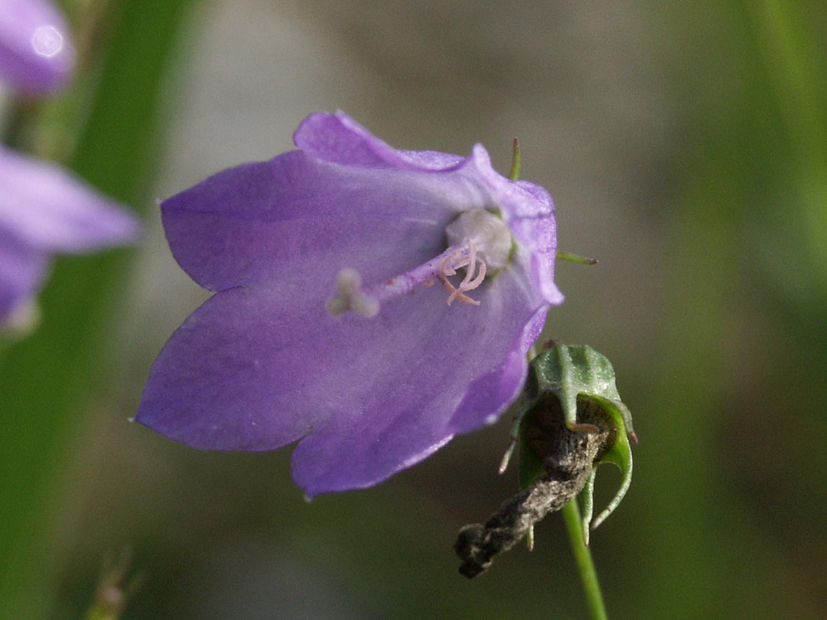 Blüte innen